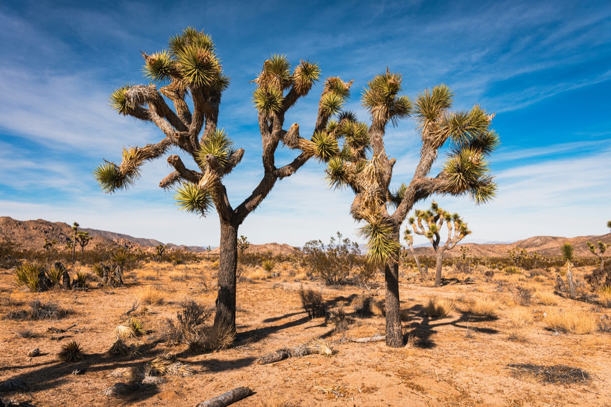 Joshua Tree